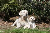 LABRADOR 1042